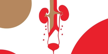 Üreter Özellikleri ve Faydaları Nelerdir?