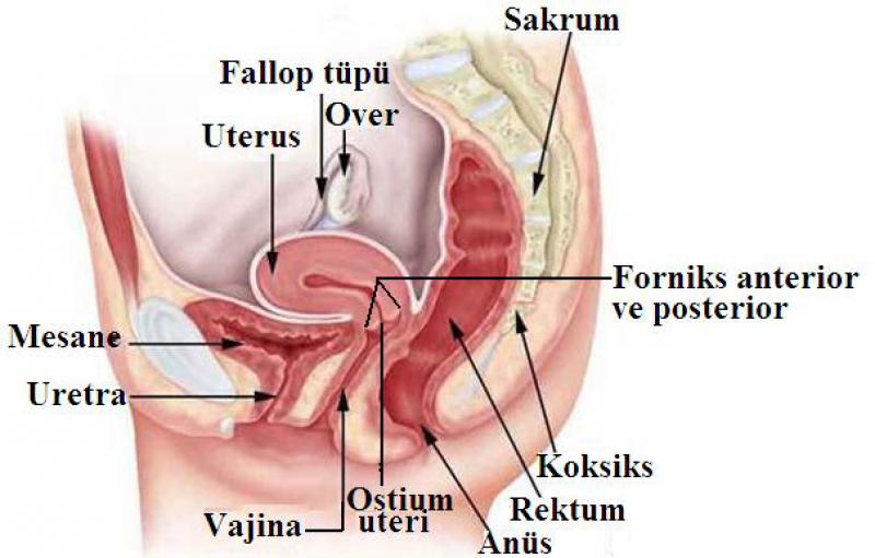 riner Sistem Anatomisi